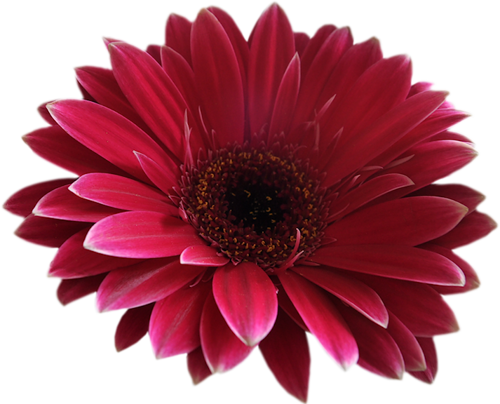  marguerite / gerbera