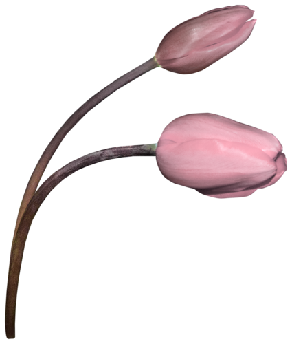 Tulipe