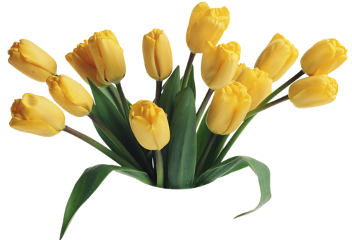 Tulipe