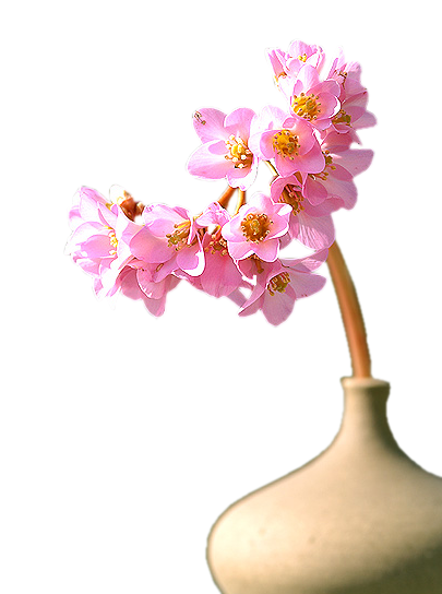 Fleurs (  dans vase )