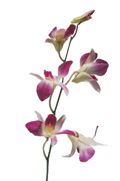 FLEURS ( Orchidées )