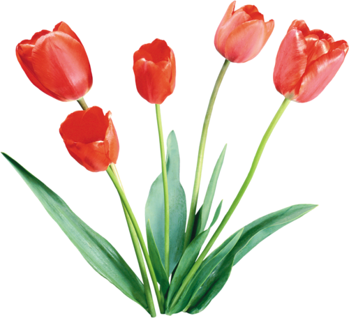 Tulipe