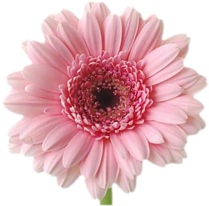  marguerite / gerbera