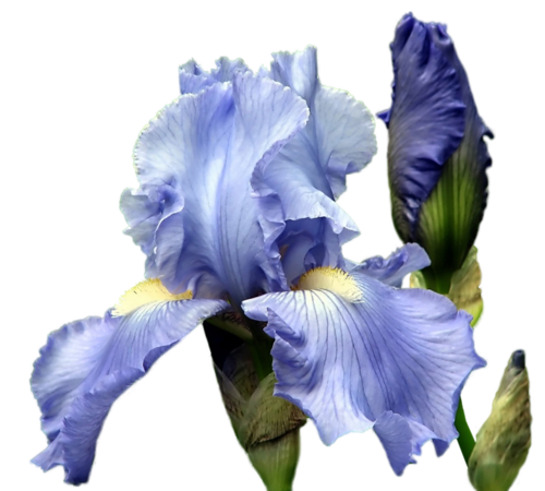 IRIS