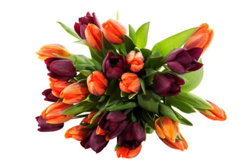 Tulipe