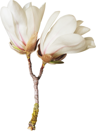 TUBES FLEURS  ( Magnolia )