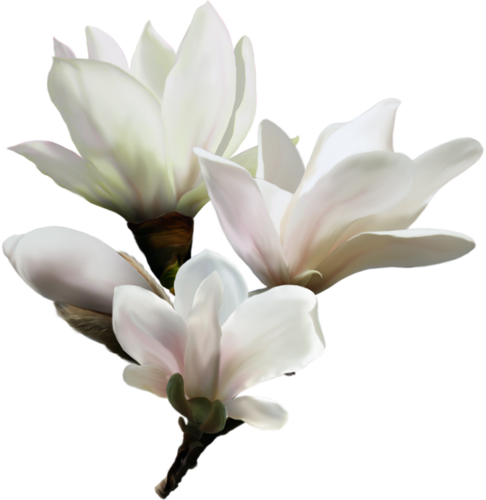 TUBES FLEURS  ( Magnolia )