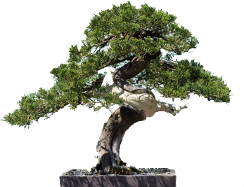 Bonsai