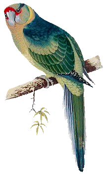 Oiseaux ( exotique )