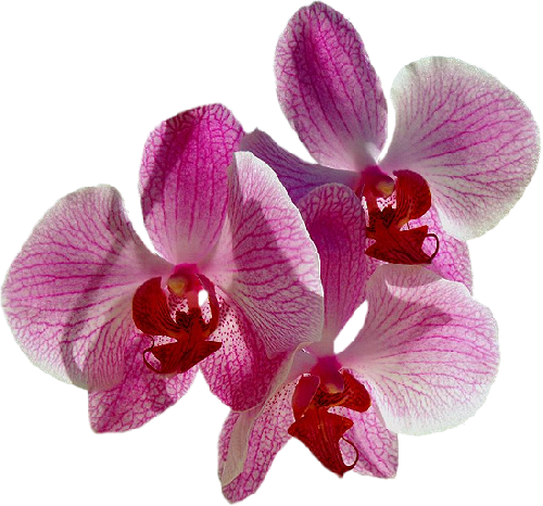 ORCHIDEE