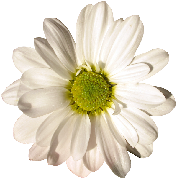  marguerite / gerbera