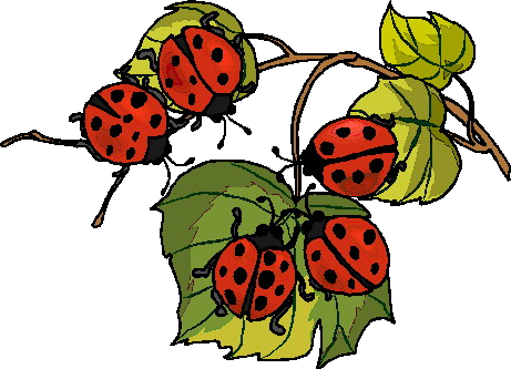 Coccinelle