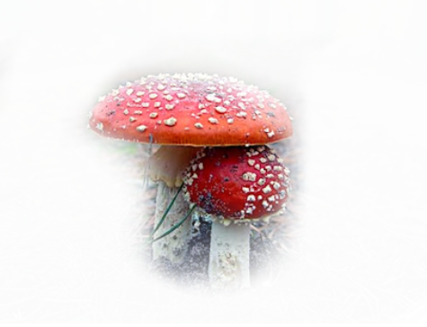 Champignons