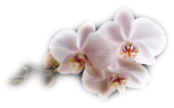 clipart gratuit orchidée - photo #28