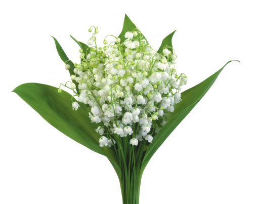 TUBES FLEURS ( MUGUET ) 1