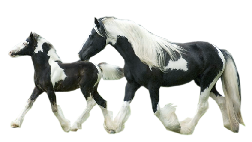 ANIMAUX ( CHEVAUX )