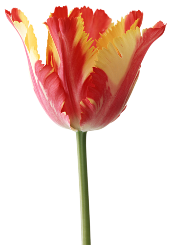 Tulipe