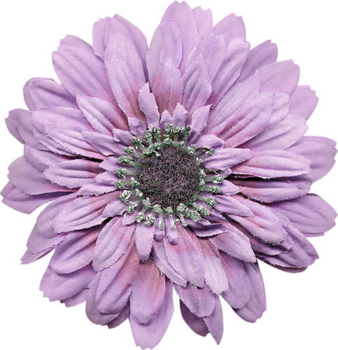  marguerite / gerbera