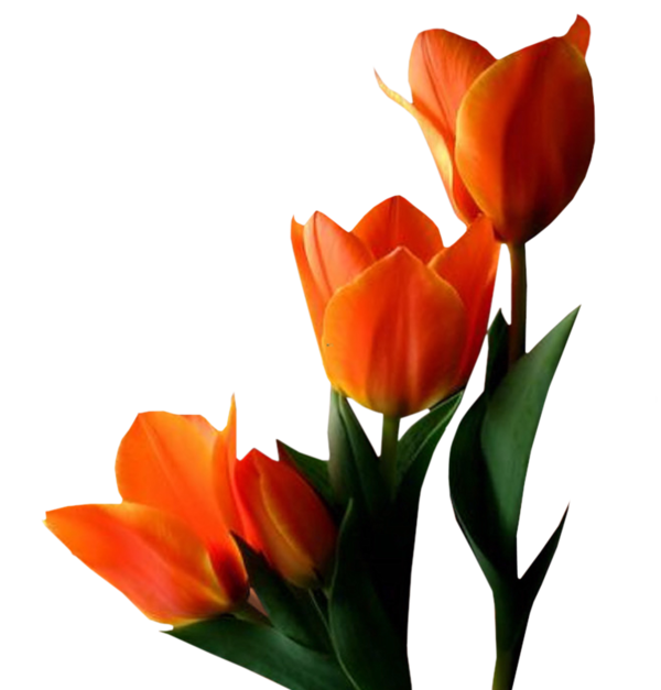 Fleurs  ( Tulipes )