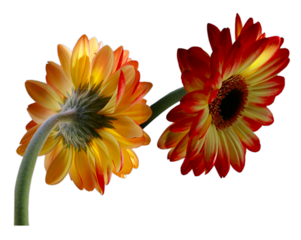  marguerite / gerbera