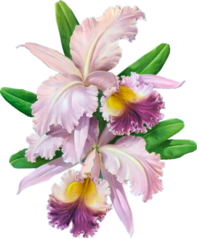 FLEURS ( Orchidées )