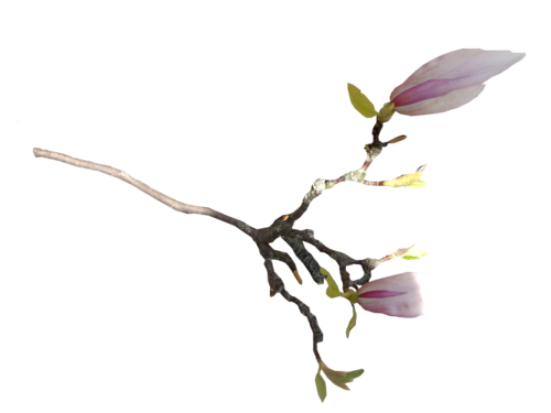 TUBES FLEURS  ( Magnolia )