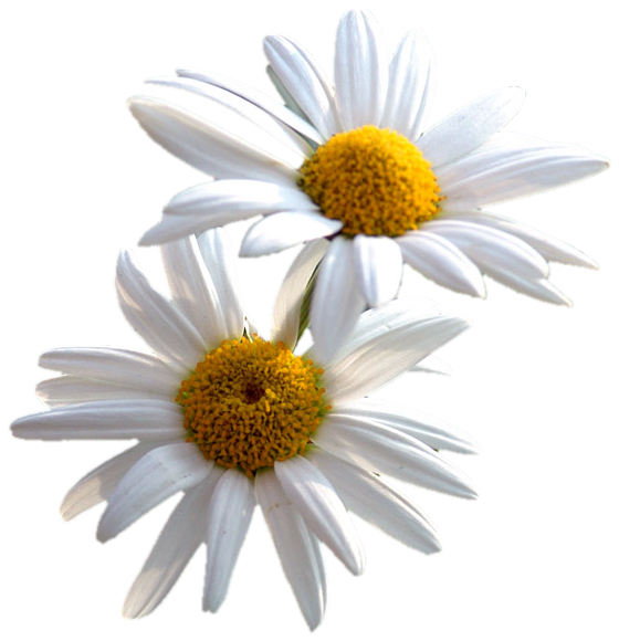  marguerite / gerbera