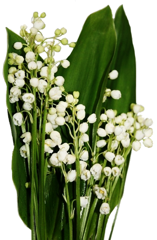 TUBES FLEURS ( MUGUET ) 1