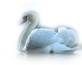 Cygne