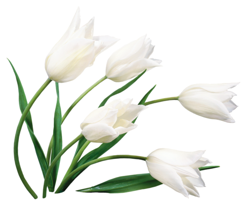 Tulipe