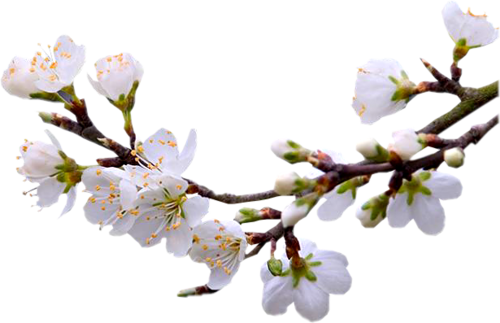 Fleurs ( branches )