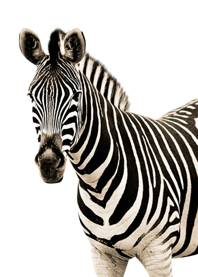 clipart zebra face - photo #41