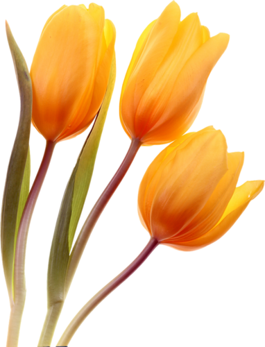 Tulipe