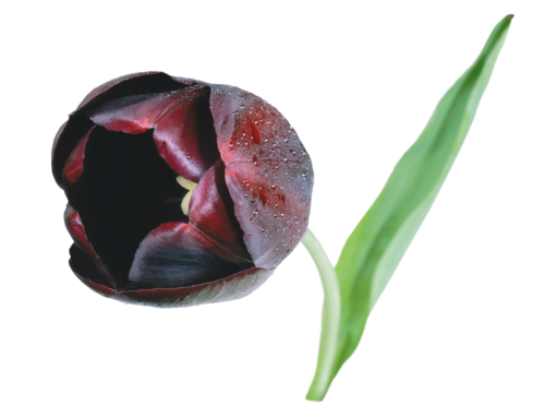 Tulipe