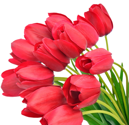 Tulipe