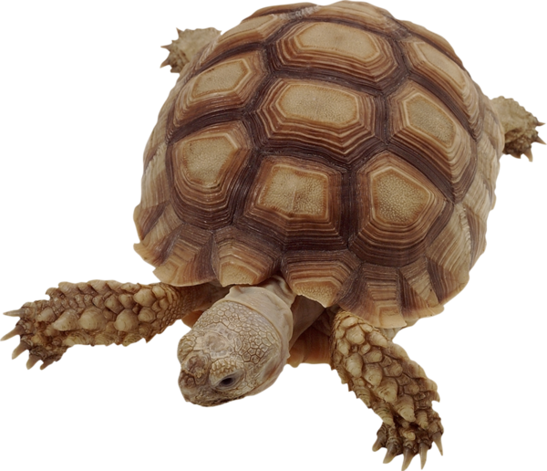 TUBES TORTUES
