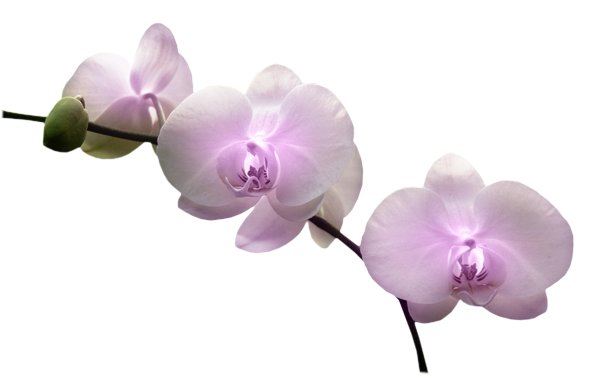 FLEURS ( Orchidées )