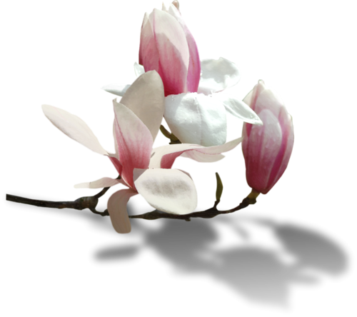 TUBES FLEURS  ( Magnolia )