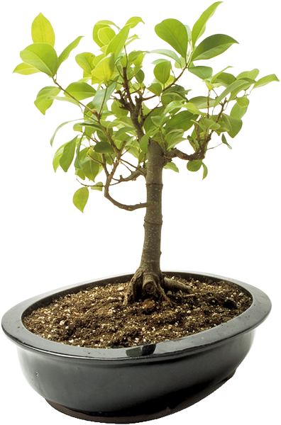 Bonsai