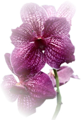 FLEURS ( Orchidées )