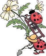 Coccinelle