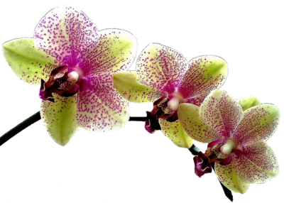 ORCHIDEE