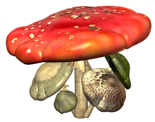 Champignons