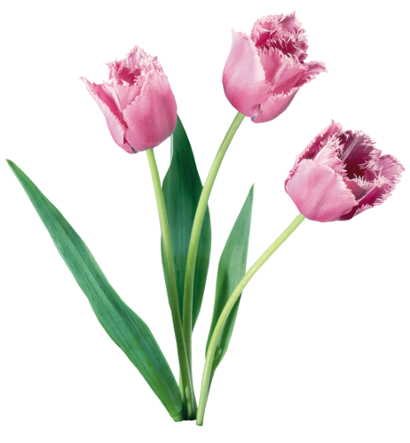 Tulipe