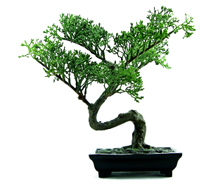 Bonsai