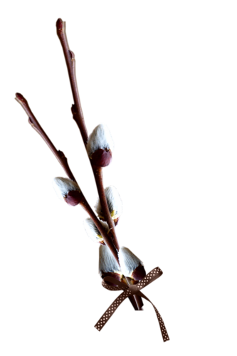 Fleurs  ( branche / chatons etc )