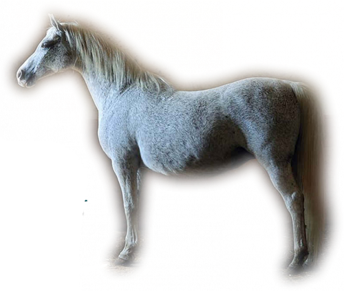 Chevaux