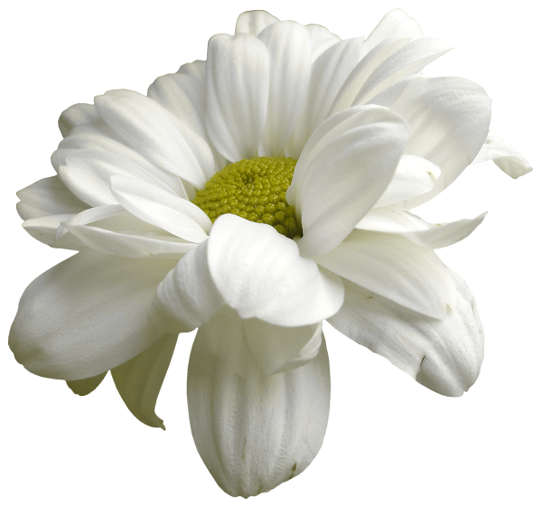  marguerite / gerbera