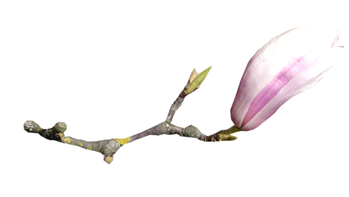 TUBES FLEURS  ( Magnolia )