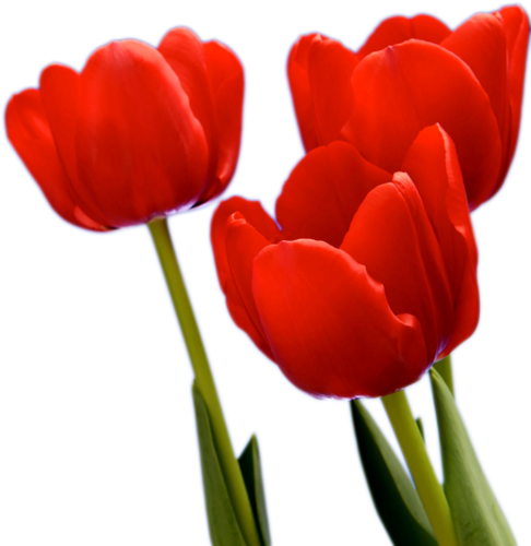 Tulipe